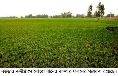 নন্দীগ্রামে বোরো ধানের বাম্পার ফলনের উজ্জ্বল সম্ভাবনা